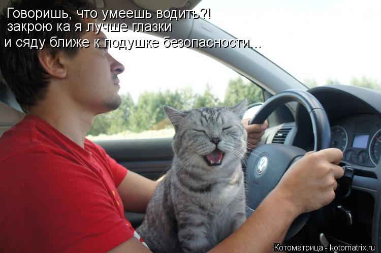 Котоматрица: Говоришь, что умеешь водить?! закрою ка я лучше глазки и сяду ближе к подушке безопасности...