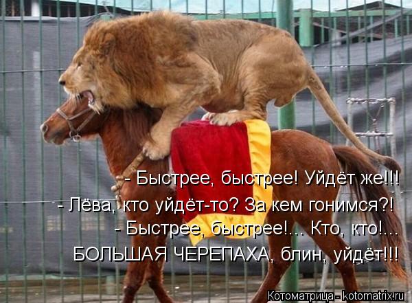 - Быстрее, быстрее! Уйдёт же!!! - Лёва, кто уйдёт-то? За кем гонимся?! - Быстрее, быстрее!... Кто, кт... Котоматрица: - Быстрее, быстрее! Уйдёт же!!! - Лёва, кто уйдёт-то? За кем гонимся?! - Быстрее, быстрее!... Кто, кто!... БОЛЬШАЯ ЧЕРЕПАХА, блин, уйдёт!!!