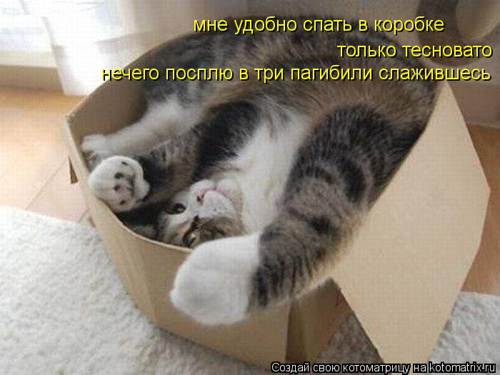 Котоматрица: мне удобно спать в коробке только тесновато нечего посплю в три пагибили слажившесь