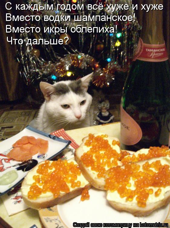 Котоматрица: С каждым годом всё хуже и хуже Вместо водки шампанское! Вместо икры облепиха! Что дальше?