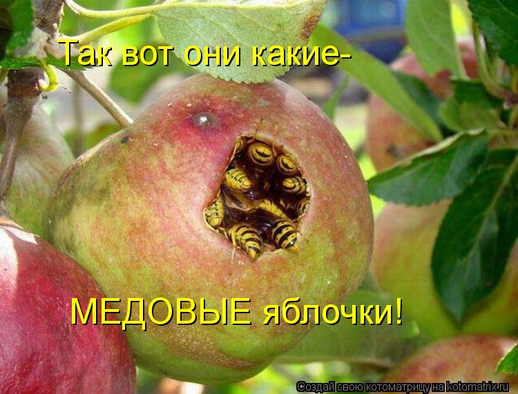 МЕДОВЫЕ яблочки! Так вот они какие-... Котоматрица: МЕДОВЫЕ яблочки! Так вот они какие-