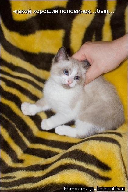 Котоматрица: -какой хороший половичок…был…