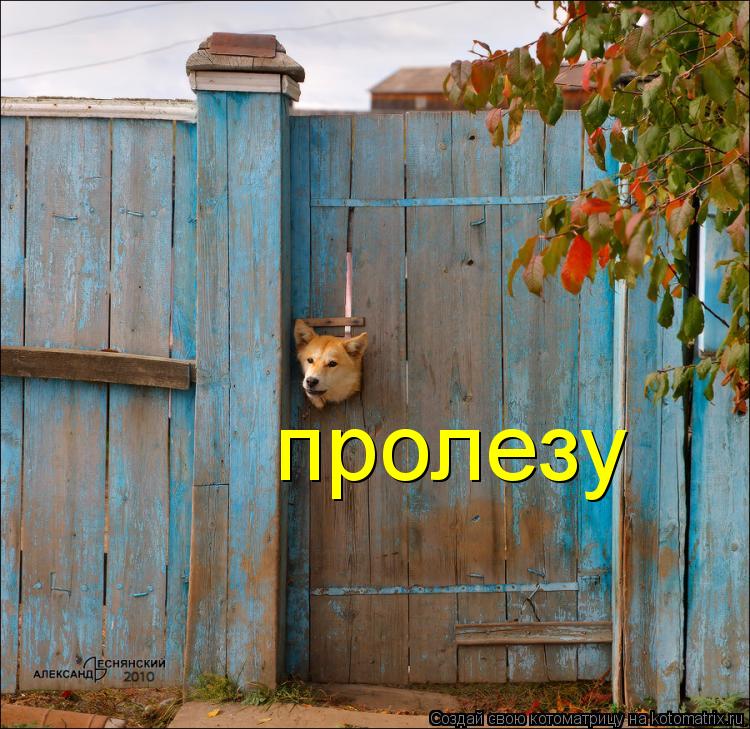 Котоматрица: пролезу