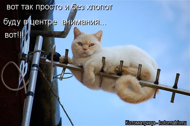 Котоматрица: вот так просто и без хлопот  буду в центре  внимания... вот!!!