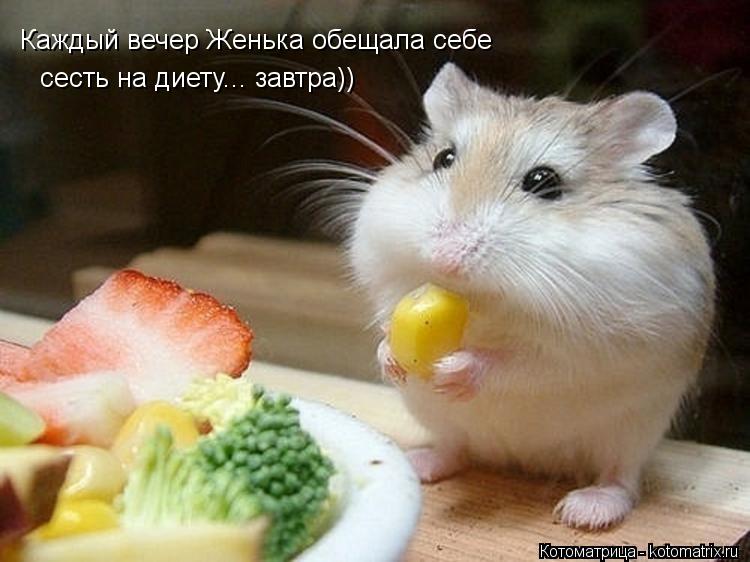 Котоматрица: Каждый вечер Женька обещала себе  сесть на диету... завтра))