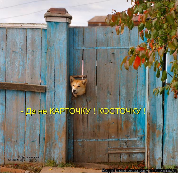 Котоматрица: - Да не КАРТОЧКУ ! КОСТОЧКУ !