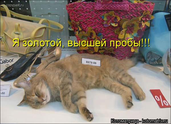 Я золотой, высшей пробы!!!... Котоматрица: Я золотой, высшей пробы!!!