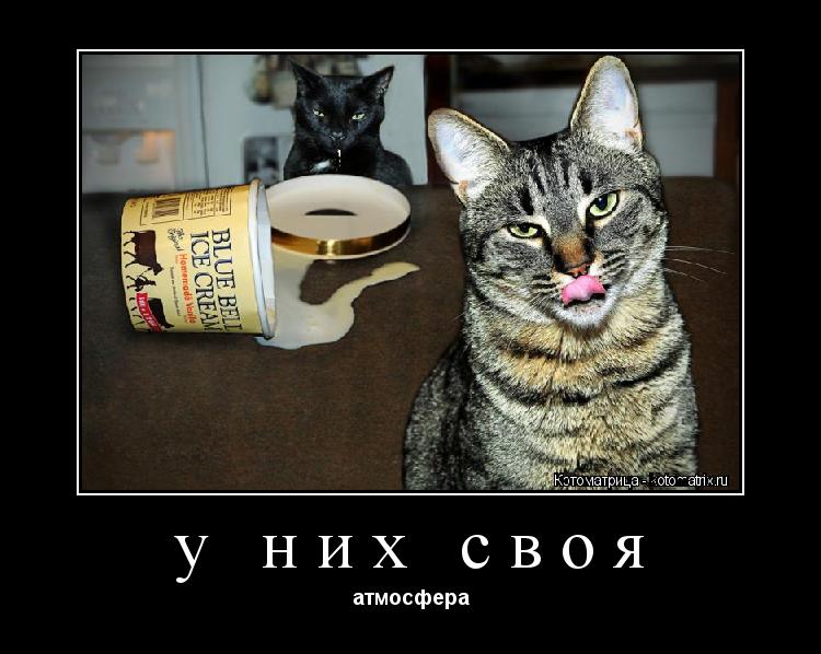 Котоматрица: у них своя атмосфера