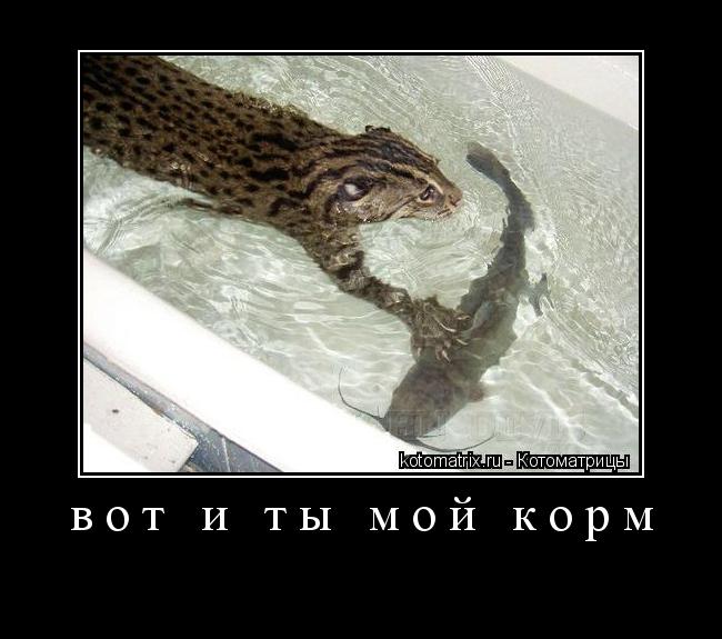 Котоматрица: вот и ты мой корм 