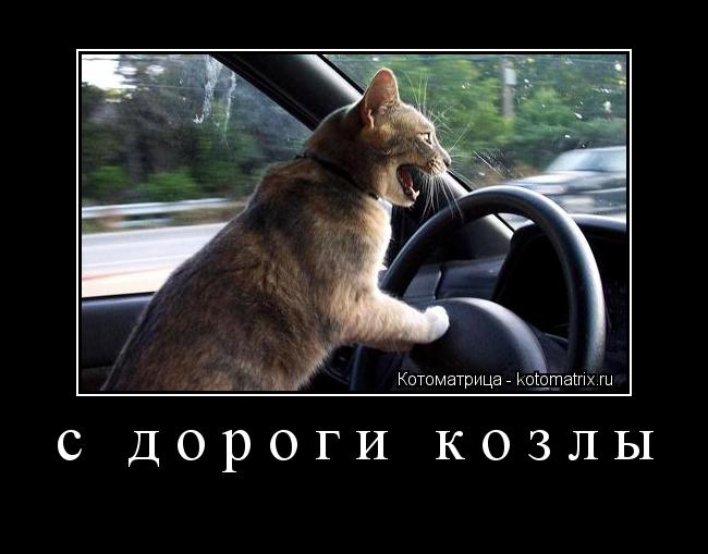 Котоматрица: с дороги козлы 