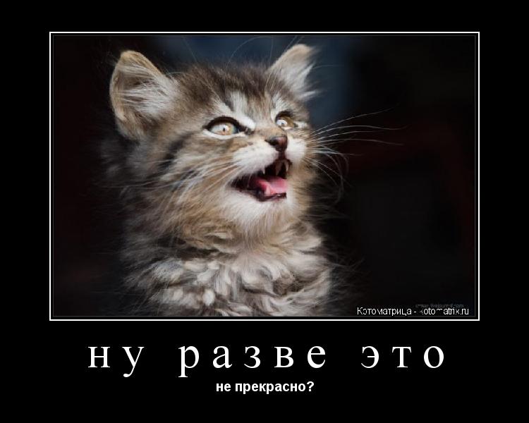 Котоматрица: ну разве это не прекрасно?