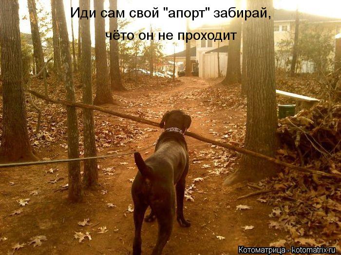 Котоматрица: Иди сам свой "апорт" забирай, чёто он не проходит
