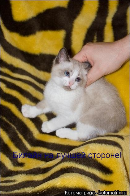 Котоматрица: Билайн на лучшей стороне!