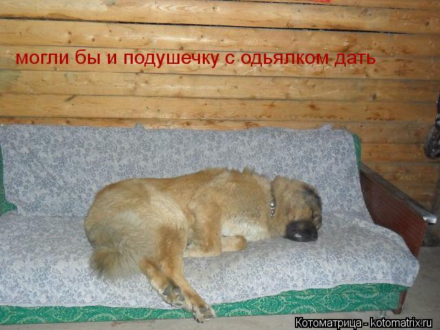 Котоматрица: могли бы и подушечку с одьялком дать
