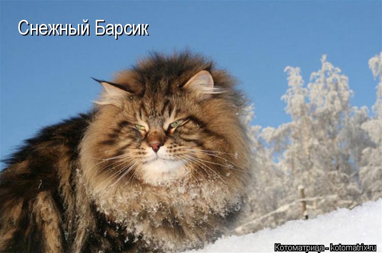 Котоматрица: Снежный Барсик