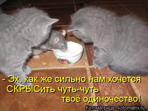 - Эх, как же сильно нам хочется СКРЫСить чуть-чуть твоё одиночество!... Котоматрица: - Эх, как же сильно нам хочется СКРЫСить чуть-чуть твоё одиночество!