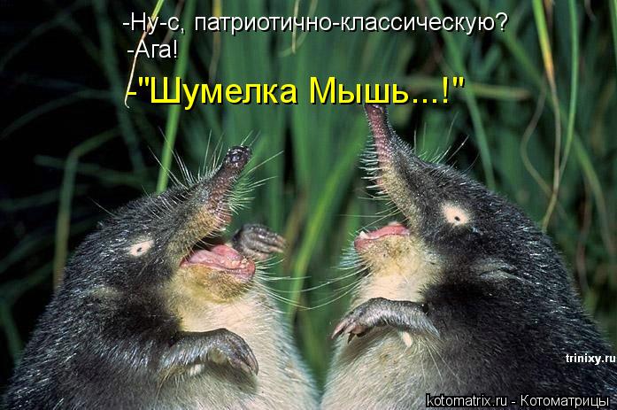 -Ну-с, патриотично-классическую? -Ага! -"Шумелка Мышь...!"... Котоматрица: -Ну-с, патриотично-классическую? -Ага! -"Шумелка Мышь...!"
