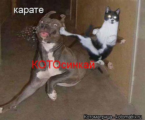 Котоматрица: карате КОТОсинкай