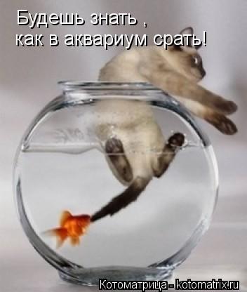 Котоматрица: Будешь знать , как в аквариум срать!