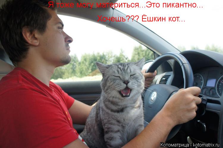 Котоматрица: Я тоже могу материться...Это пикантно... Хочешь??? Ёшкин кот...