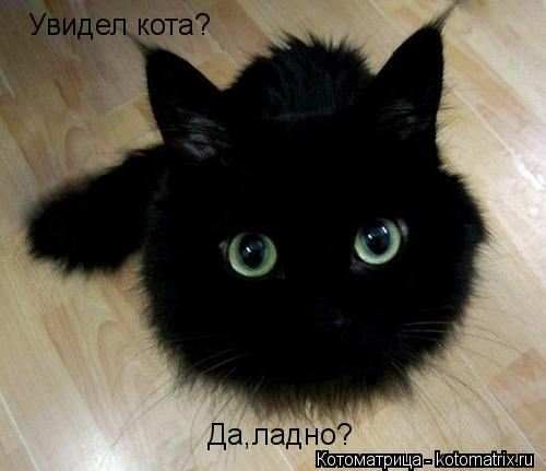 Котоматрица: Да,ладно? Увидел кота?