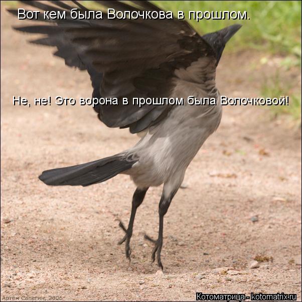 Котоматрица: Вот кем была Волочкова в прошлом. Не, не! Это ворона в прошлом была Волочковой!