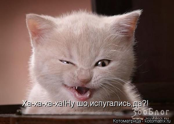 Котоматрица: Ха-ха-ха-ха!Ну шо,испугались,да?!