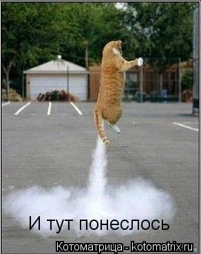 Котоматрица: И тут понеслось