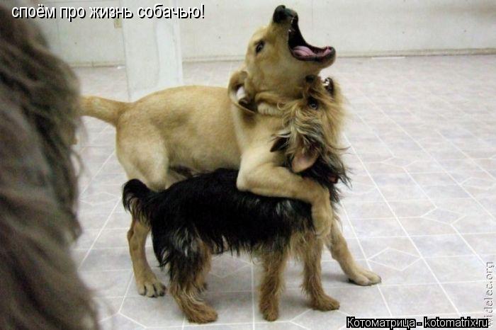 Котоматрица: споём про жизнь собачью!
