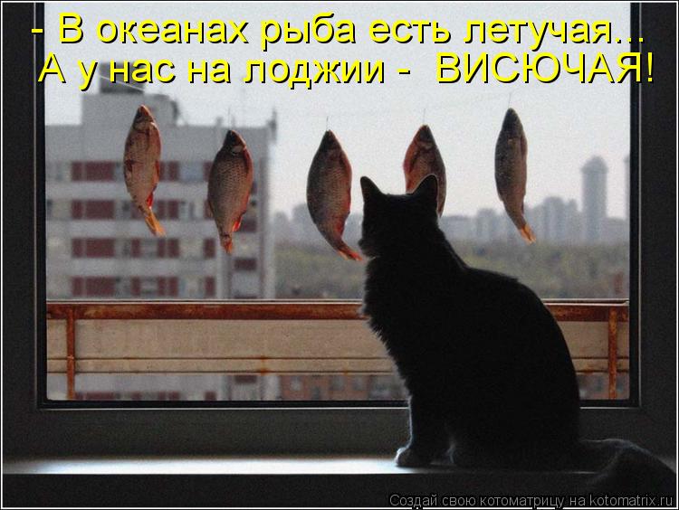 Котоматрица: - В океанах рыба есть летучая... А у нас на лоджии -  ВИСЮЧАЯ!