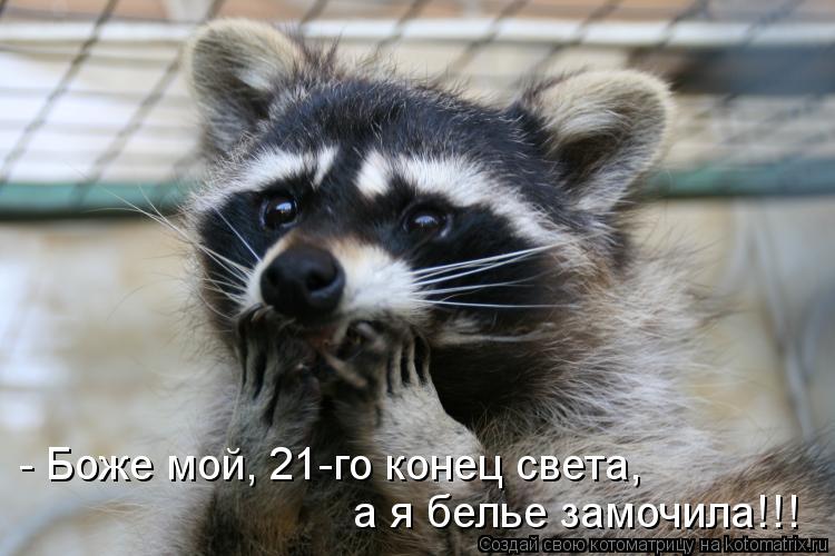 - Боже мой, 21-го конец света, а я белье замочила!!!... Котоматрица: - Боже мой, 21-го конец света, а я белье замочила!!!