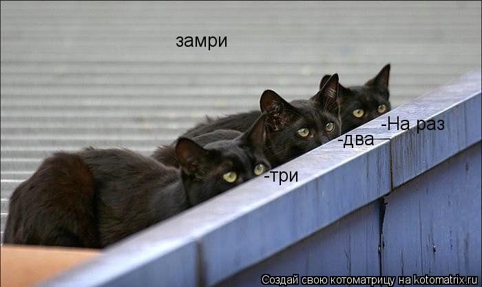 Котоматрица: -На раз -два -три замри