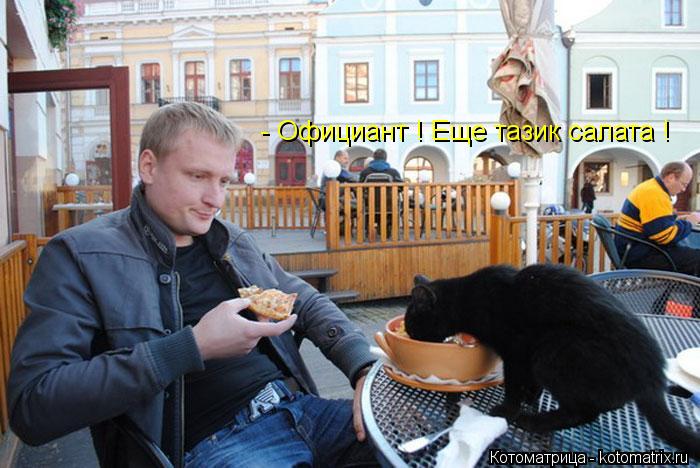 Котоматрица: - Официант ! Еще тазик салата !