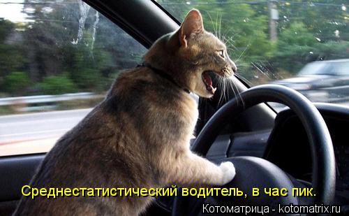 Котоматрица: Среднестатистический водитель, в час пик.
