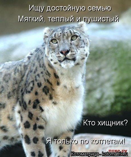 Котоматрица: Ищу достойную семью Мягкий, теплый и пушистый Кто хищник?  Я только по котлетам!