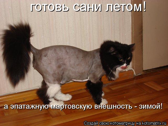готовь сани летом! а эпатажную мартовскую внешность - зимой!... Котоматрица: готовь сани летом! а эпатажную мартовскую внешность - зимой!