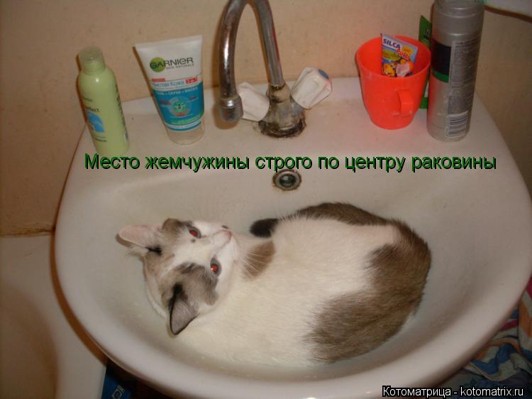 Место жемчужины строго по центру раковины... Котоматрица: Место жемчужины строго по центру раковины
