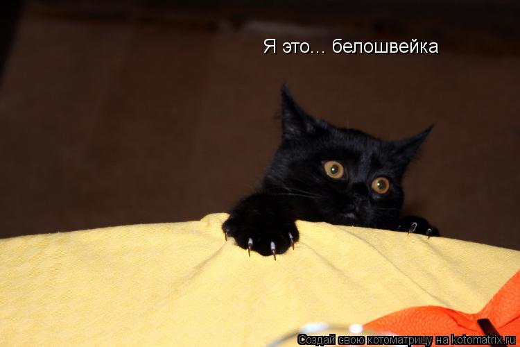 Котоматрица: Я это... белошвейка