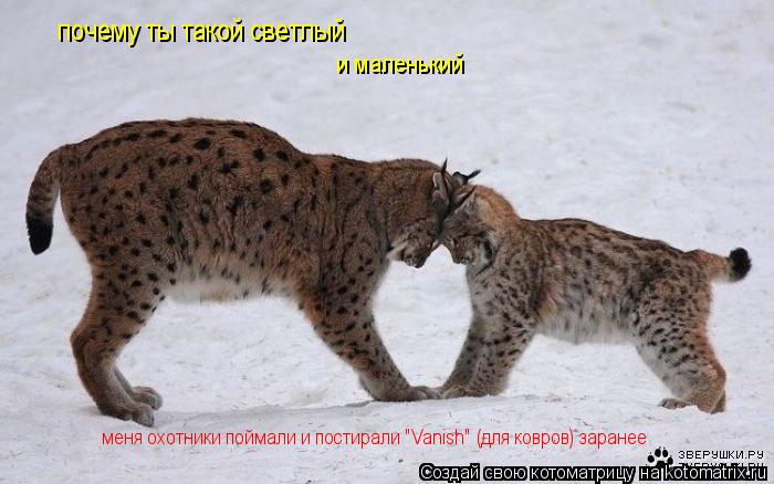 Котоматрица: почему ты такой светлый  и маленький меня охотники поймали и постирали "Vanish" (для ковров) заранее