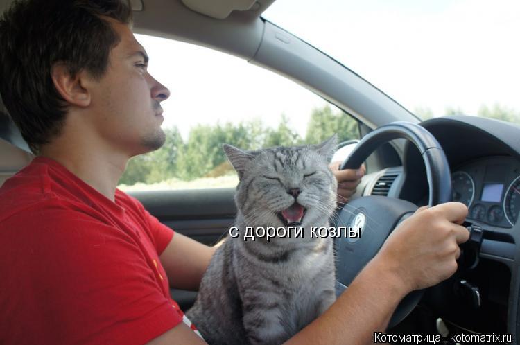 Котоматрица: с дороги козлы