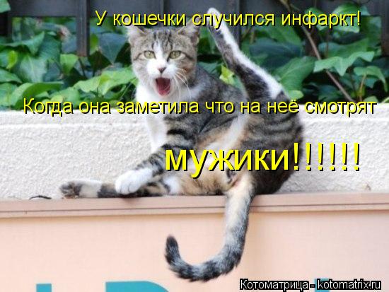 Котоматрица: У кошечки случился инфаркт! Когда она заметила что на неё смотрят  мужики!!!!!!