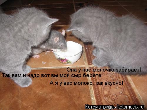 Она у нас молочко забирает! Так вам и надо вот вы мой сыр берёте А я у вас молоко, как вкусно!... Котоматрица: Она у нас молочко забирает! Так вам и надо вот вы мой сыр берёте А я у вас молоко, как вкусно!