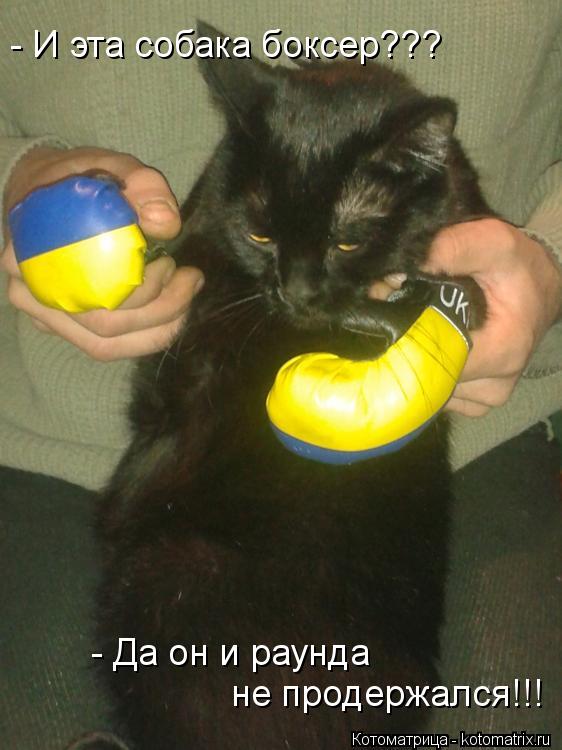 Котоматрица: - И эта собака боксер??? - Да он и раунда  не продержался!!!