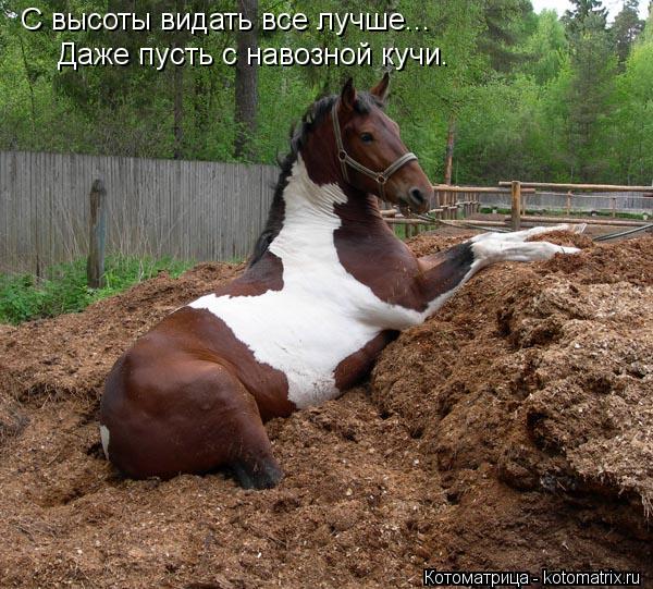 Котоматрица: С высоты видать все лучше... Даже пусть с навозной кучи.