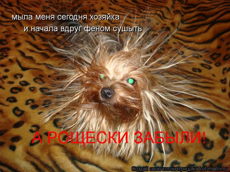 Котоматрица: мыла меня сегодня хозяйка  и начала вдруг феном сушыть   А РОЩЕСКИ ЗАБЫЛИ!