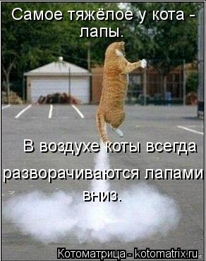 Котоматрица: Самое тяжёлое у кота - лапы.  В воздухе коты всегда разворачиваются лапами вниз. вниз.