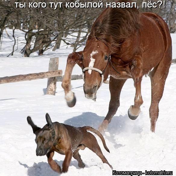 Котоматрица: ты кого тут кобылой назвал, пёс?!