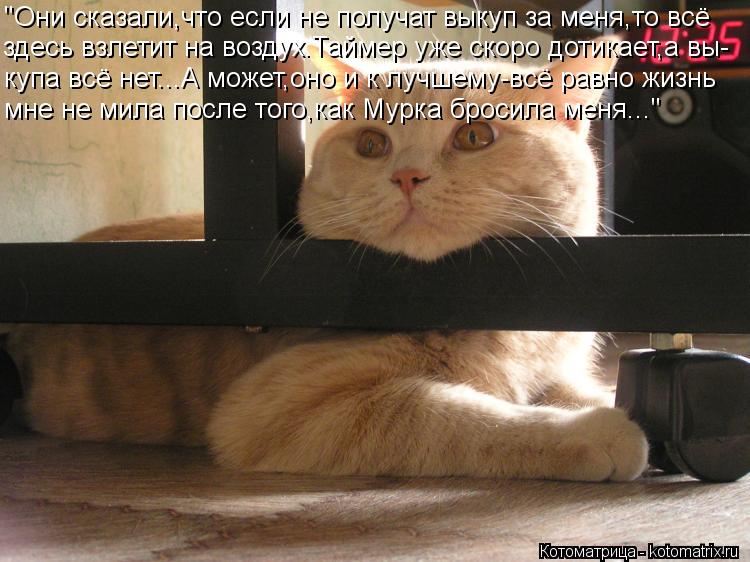 Котоматрица: "Они сказали,что если не получат выкуп за меня,то всё здесь взлетит на воздух.Таймер уже скоро дотикает,а вы- купа всё нет...А может,оно и к луч