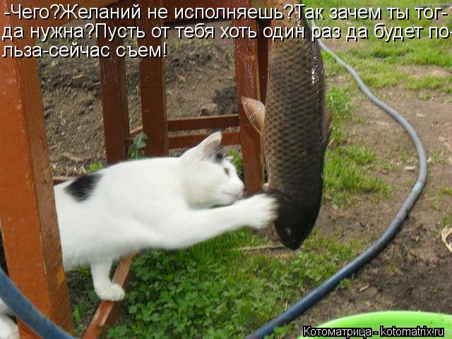 Котоматрица: -Чего?Желаний не исполняешь?Так зачем ты тог- да нужна?Пусть от тебя хоть один раз да будет по- льза-сейчас съем!