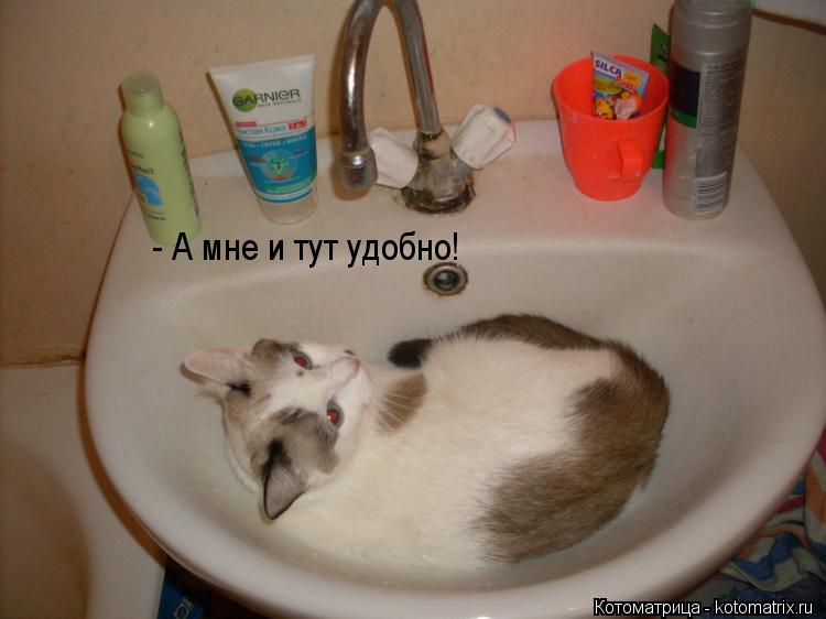 - А мне и тут удобно!... Котоматрица: - А мне и тут удобно!